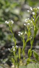 Thlaspi arvense