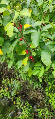 northern spicebush