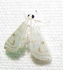 Neurophyseta
