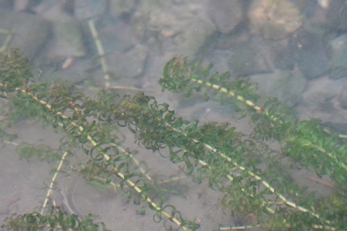 Elodea nuttallii