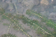 Elodea nuttallii