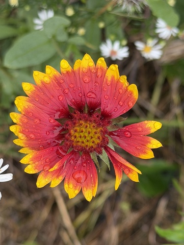 firewheel