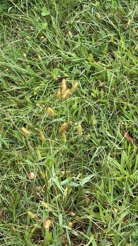 yellow foxtail