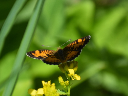 Pearl Crescent photographed in Rhode Island