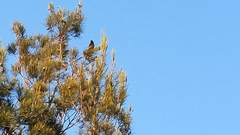 Turdus merula
