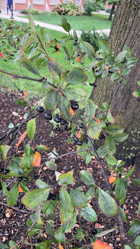 black chokeberry