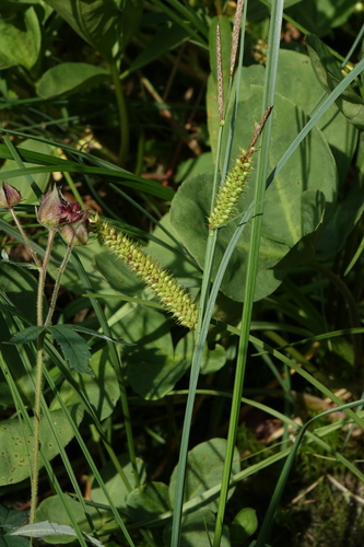 Carex rostrata, photograph 1