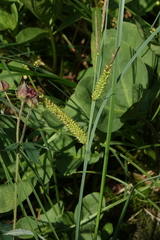 Carex rostrata
