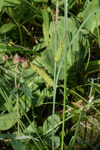 Carex rostrata, photograph 2