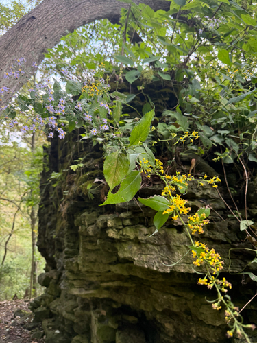 broad-leaved goldenrod