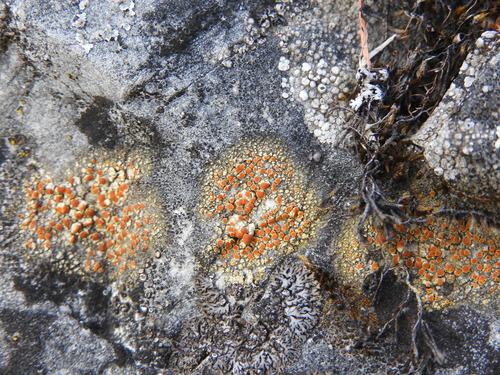 Sulphur Firedot