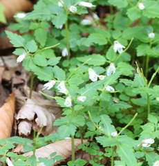 Cardamine anemonoides
