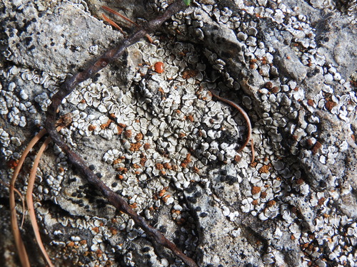 Psora testacea