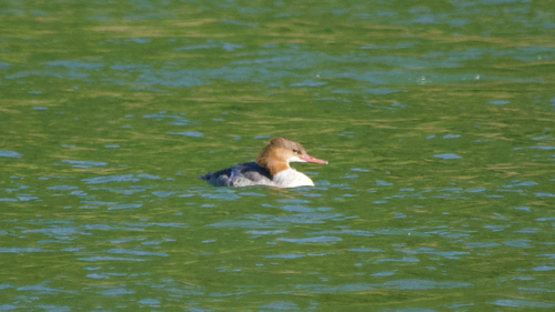 Common Merganser