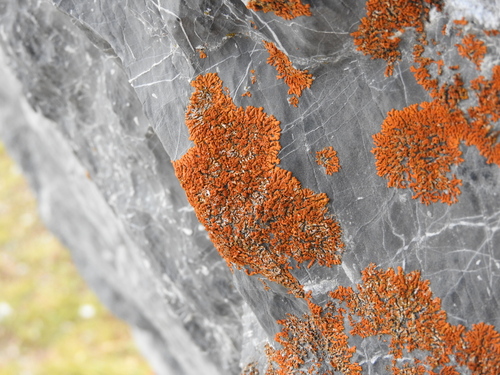 Elegant Sunburst Lichen