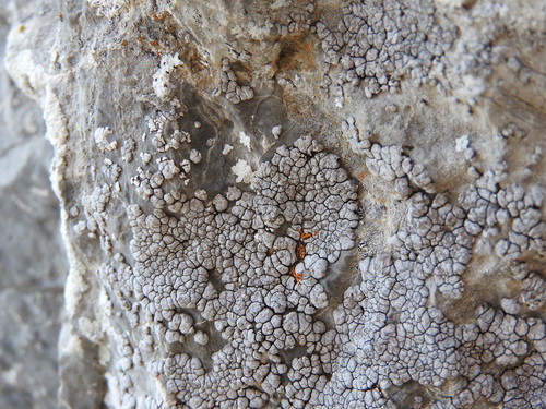 Placocarpus schaereri