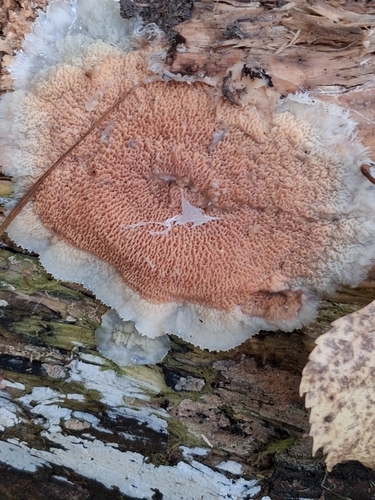 Trembling Crust