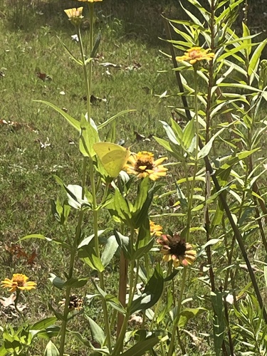Cloudless Sulphur