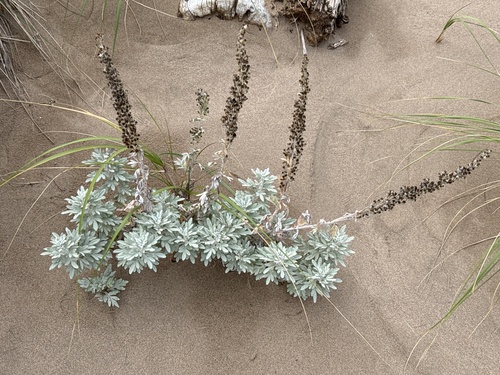 Hoary Mugwort