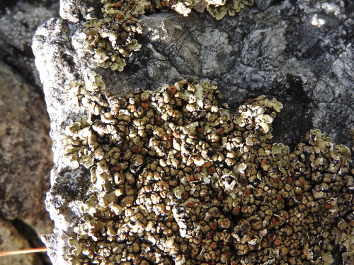 Squamarina cartilaginea