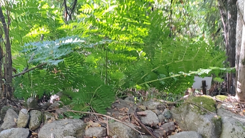 European royal fern