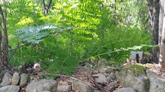 Osmunda regalis
