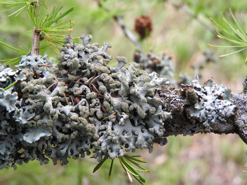 Powder-headed Tube Lichen