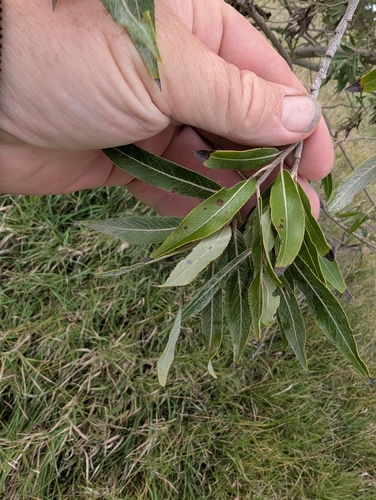Salix eriocephala
