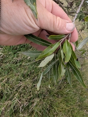 Salix eriocephala