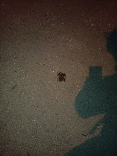 European Toad