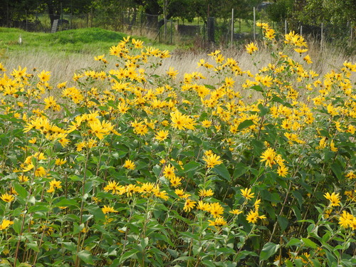 Jerusalem artichoke