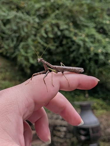 Carolina Mantis