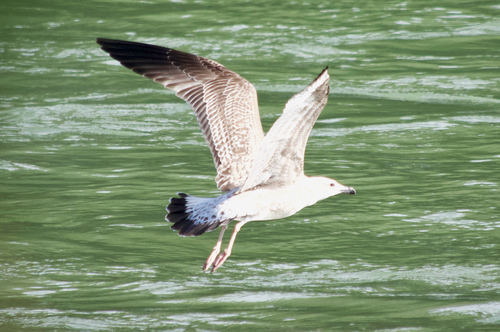 Yellow-legged Gull