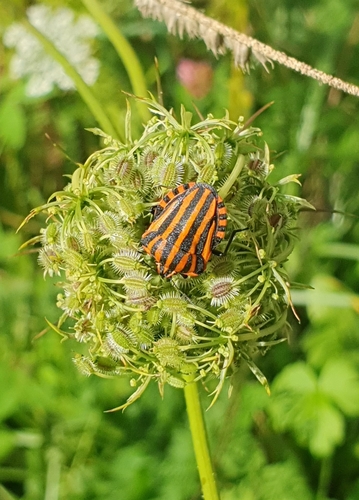 European Striped Shield Bug