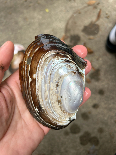 Pink Papershell
