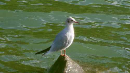 Black-headed Gull