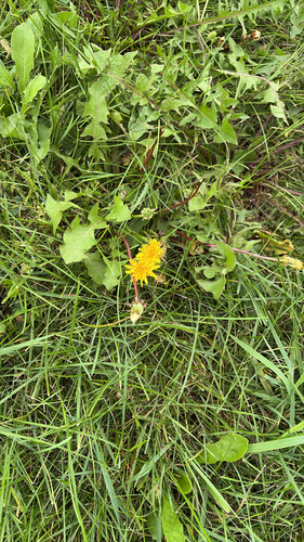 dandelions