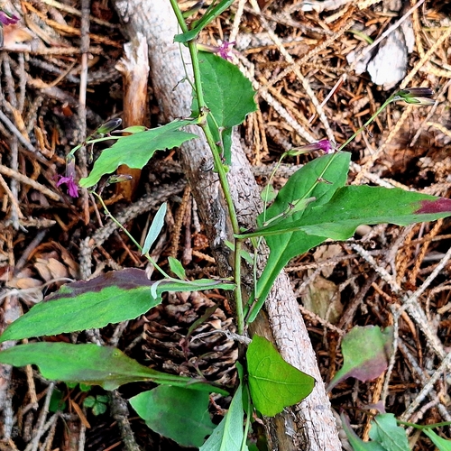 Prenanthes purpurea, photograph 3