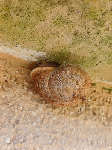 Milk Snail
