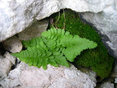 Dryopteris pallida