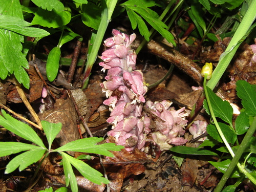 Lathraea squamaria