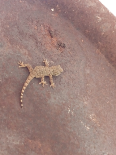Moorish Gecko