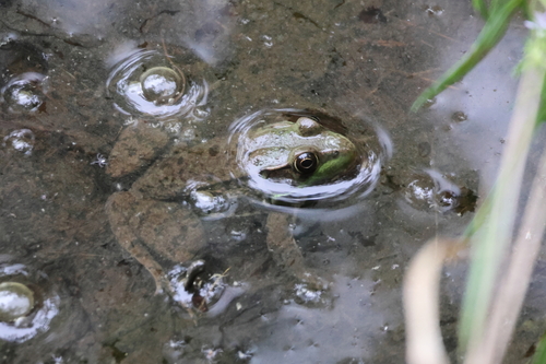 Green Frog