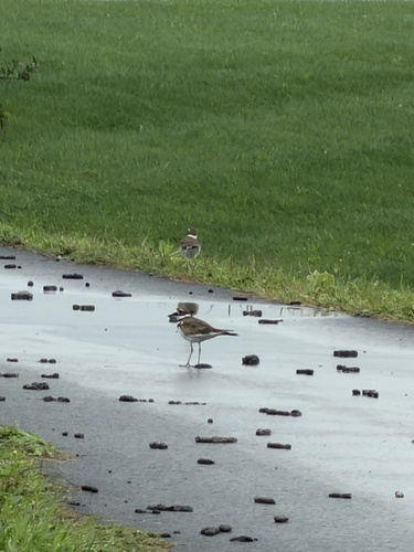 Killdeer