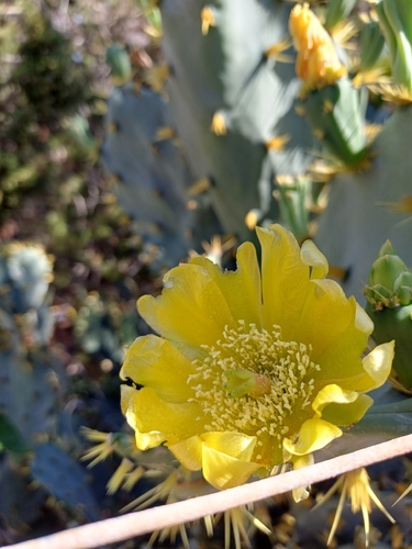 Erect Pricklypear