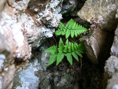 Dryopteris pallida