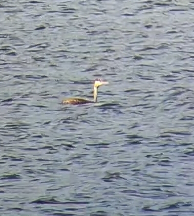 Great Crested Grebe