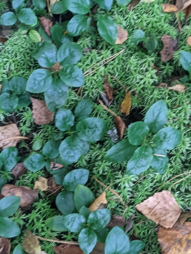 one-sided wintergreen