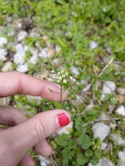 Capsella bursa-pastoris