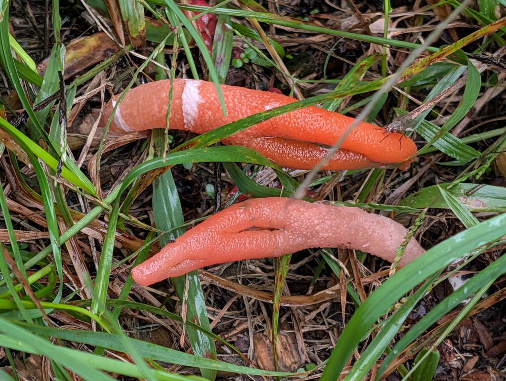 devil's dipstick · September 2026 · photo: Photo: (c) Bryan Rennick, some rights reserved (CC BY) · iNaturalist